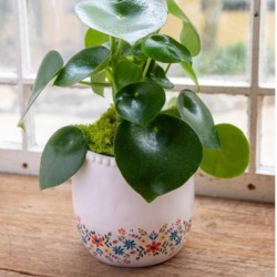 Übertopf Terra Cotta cream floral border XL- SALe