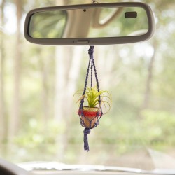 Mini Macramé Succulent