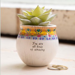 Plante succulente All kinds of amazing