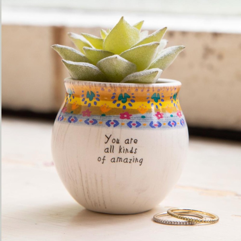 Plante succulente All kinds of amazing