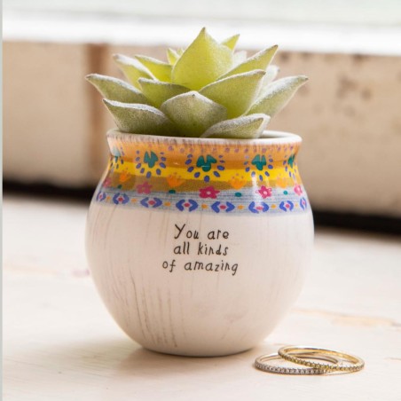 Succulent plant All kinds of amazing